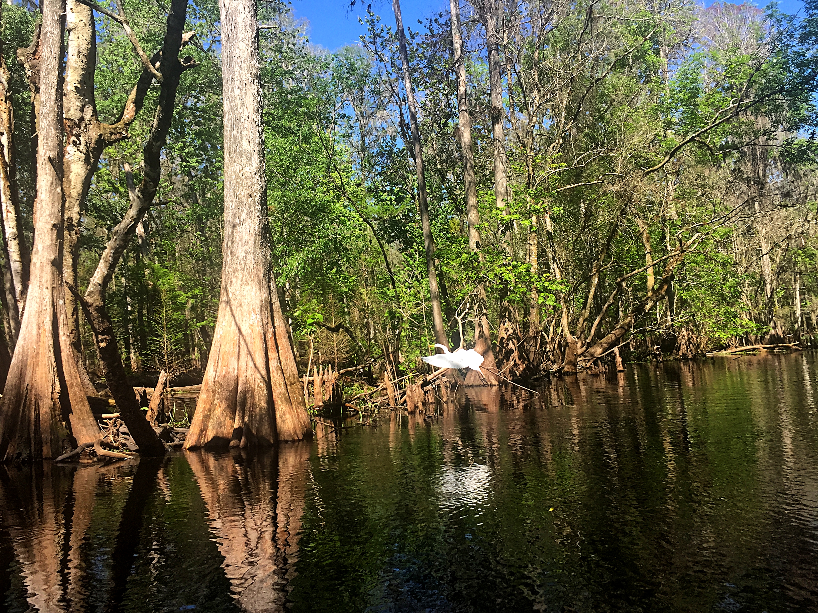 Paddle the Hillsborough River Wilderness Preserve