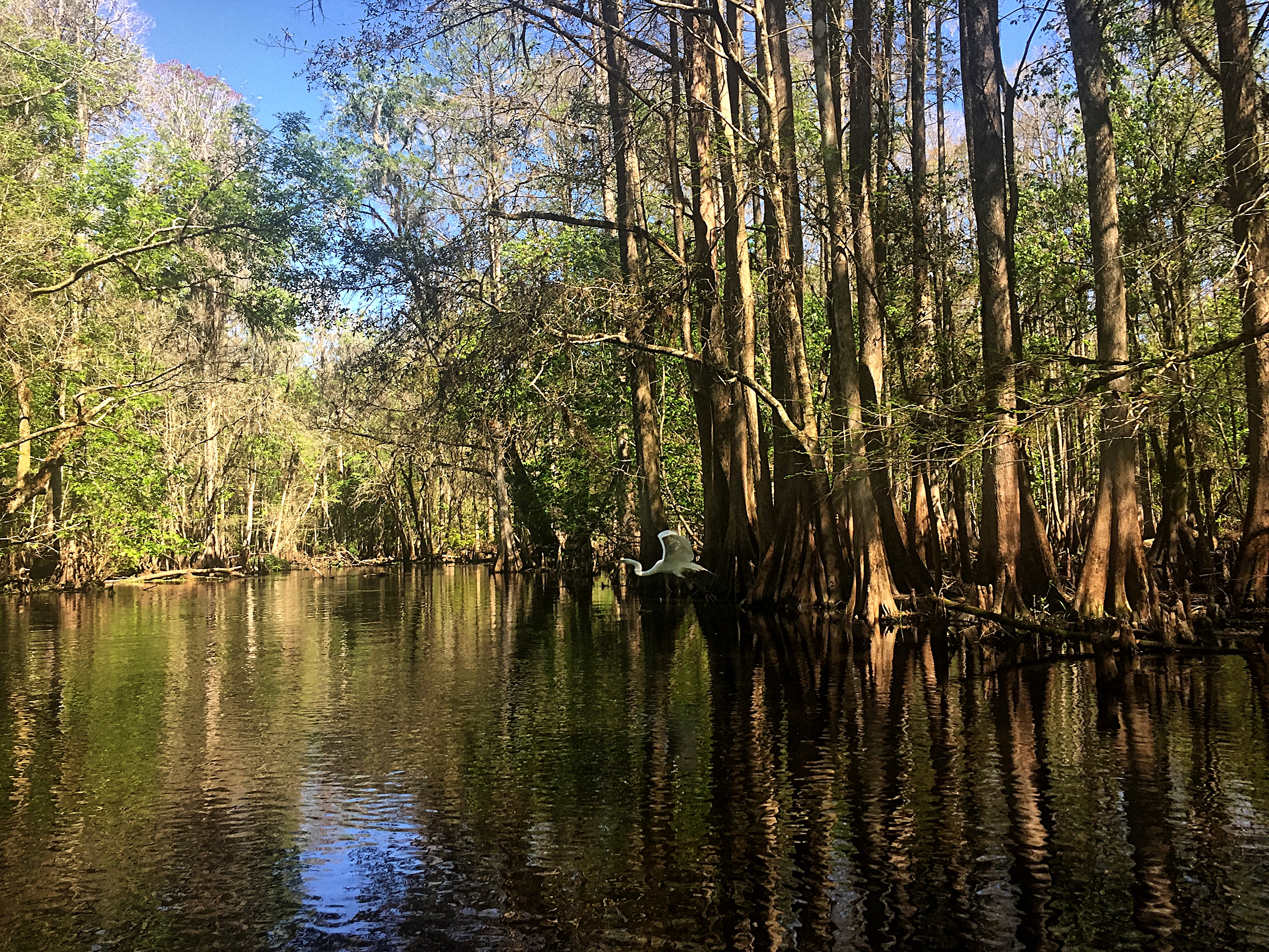 Paddle the Hillsborough River Wilderness Preserve