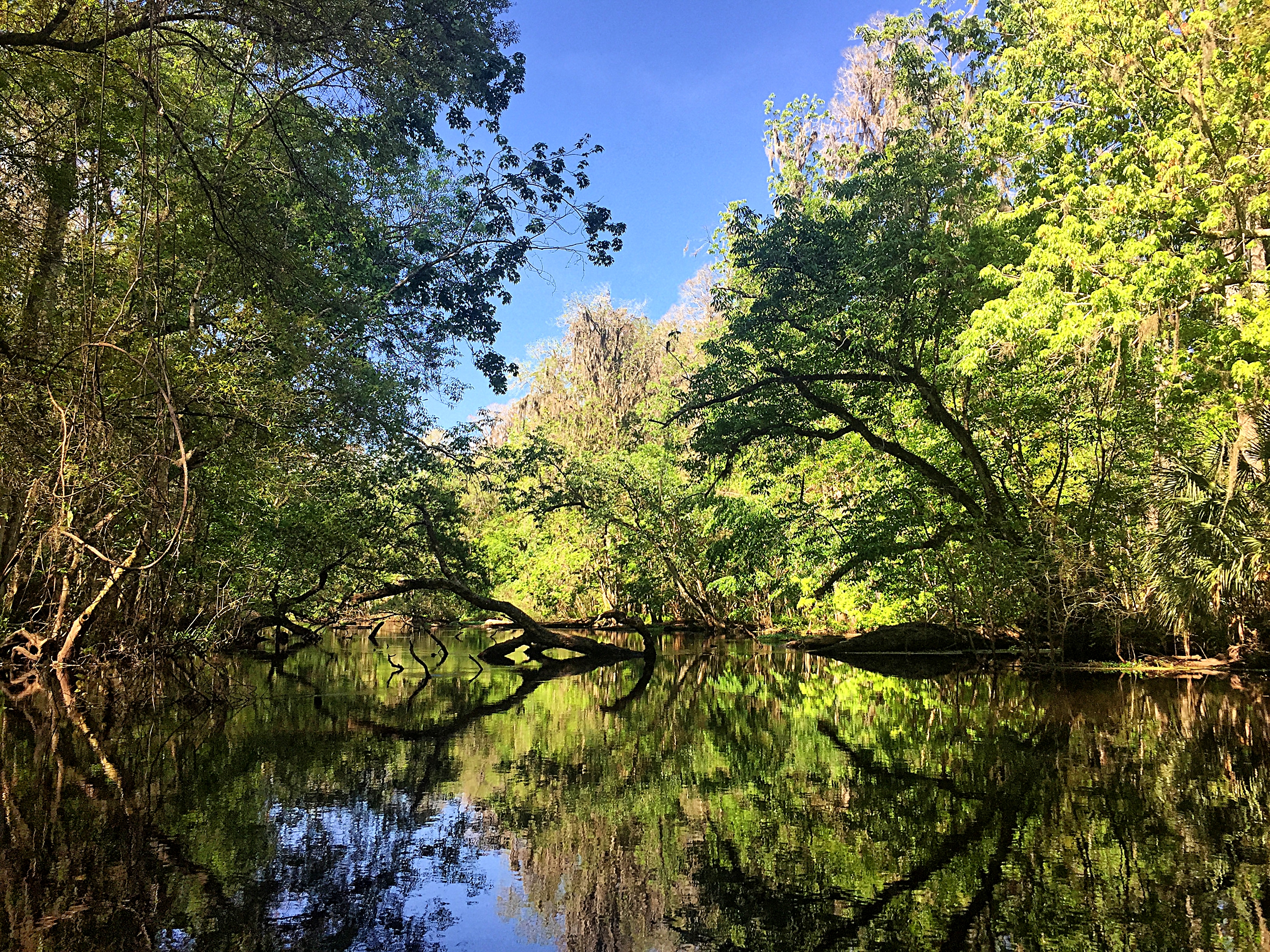 Paddle the Hillsborough River Wilderness Preserve