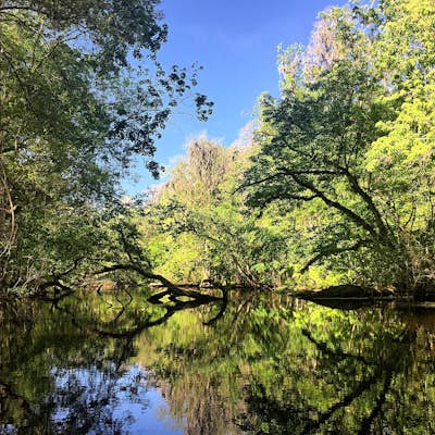 Paddle the Hillsborough River Wilderness Preserve