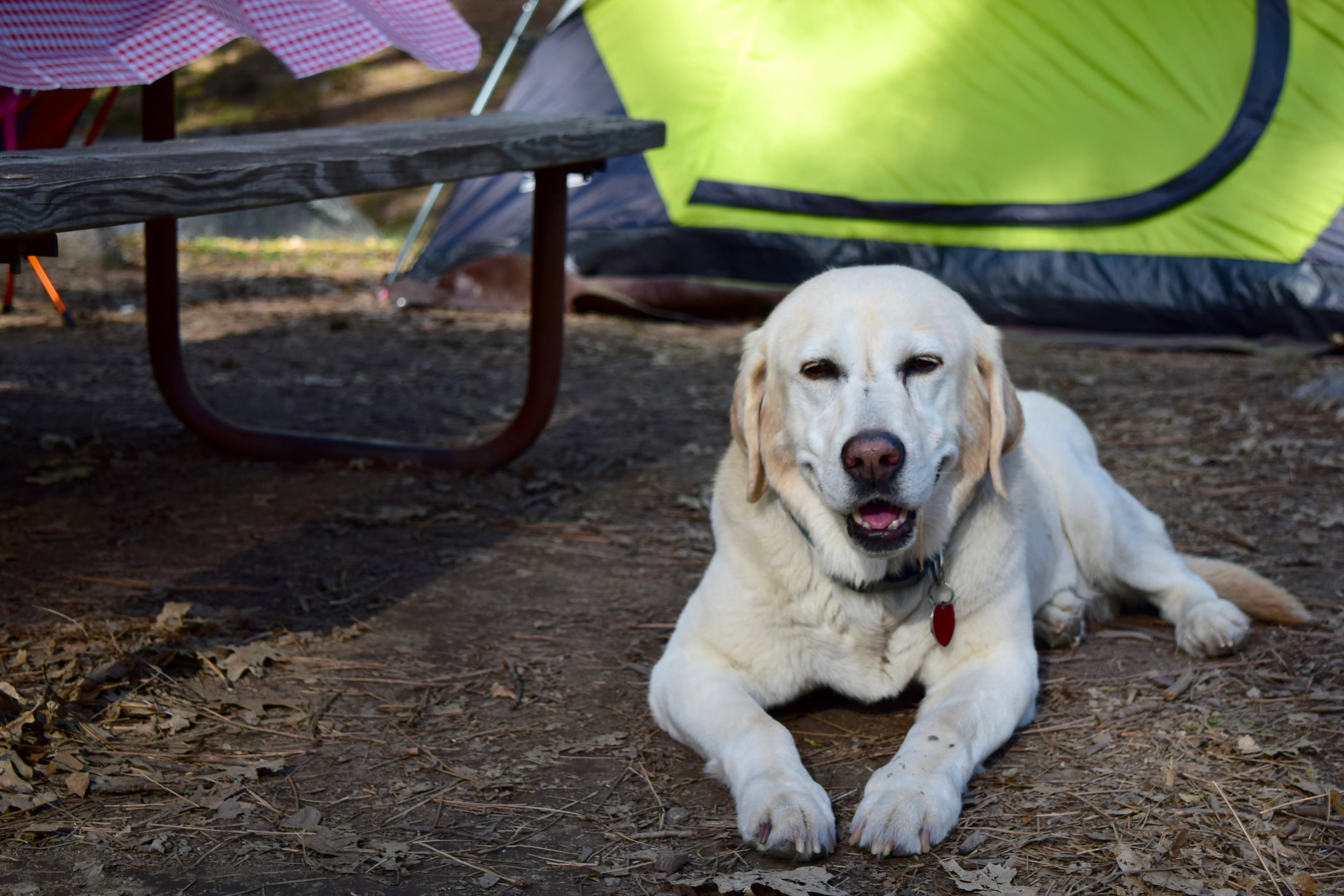 Camp at Wawona in Yosemite National Park