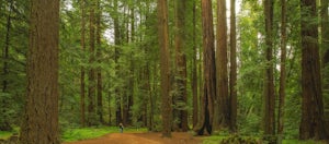 Redwood Grove Loop