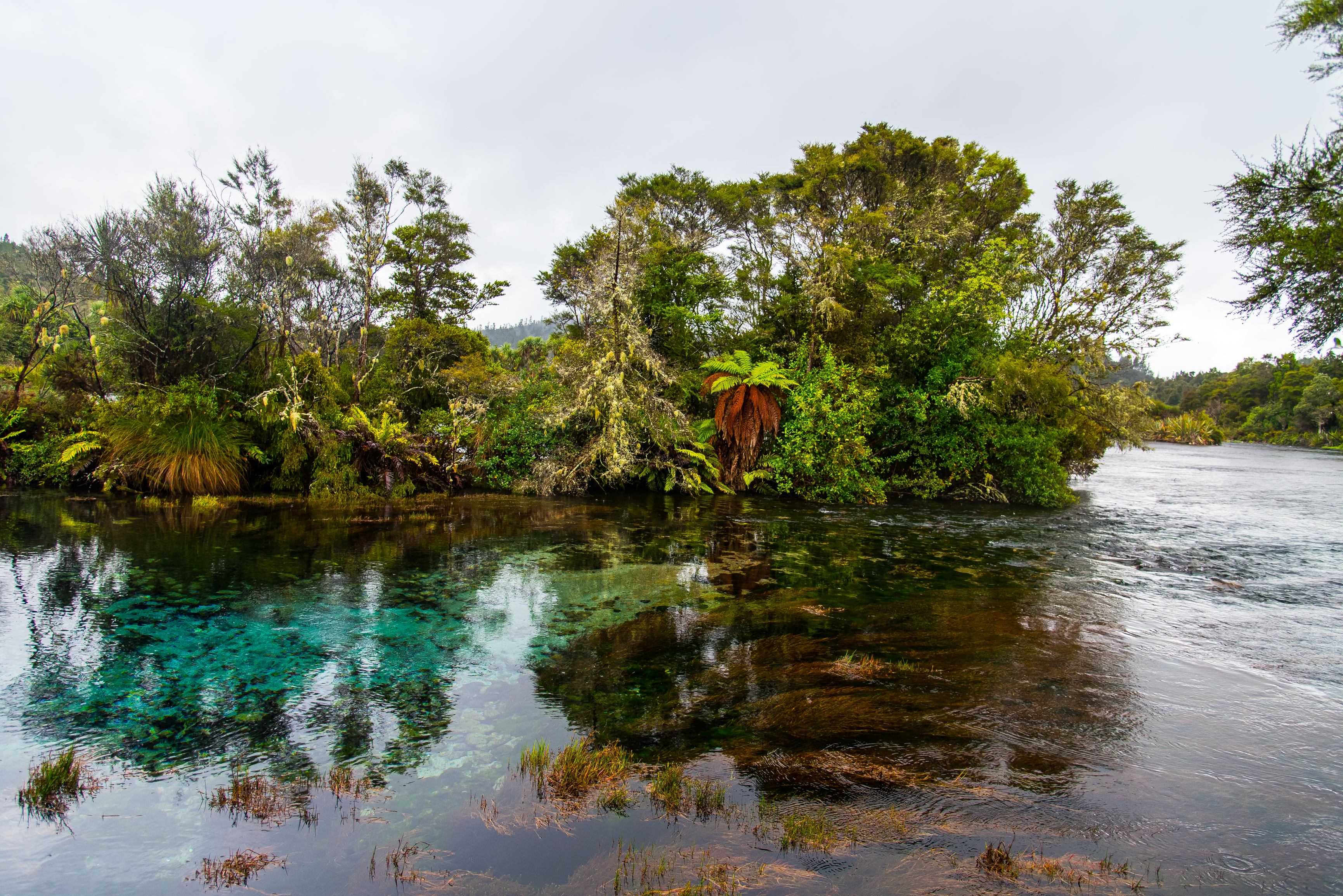 Take a Stroll around Te Waikoropupu Springs
