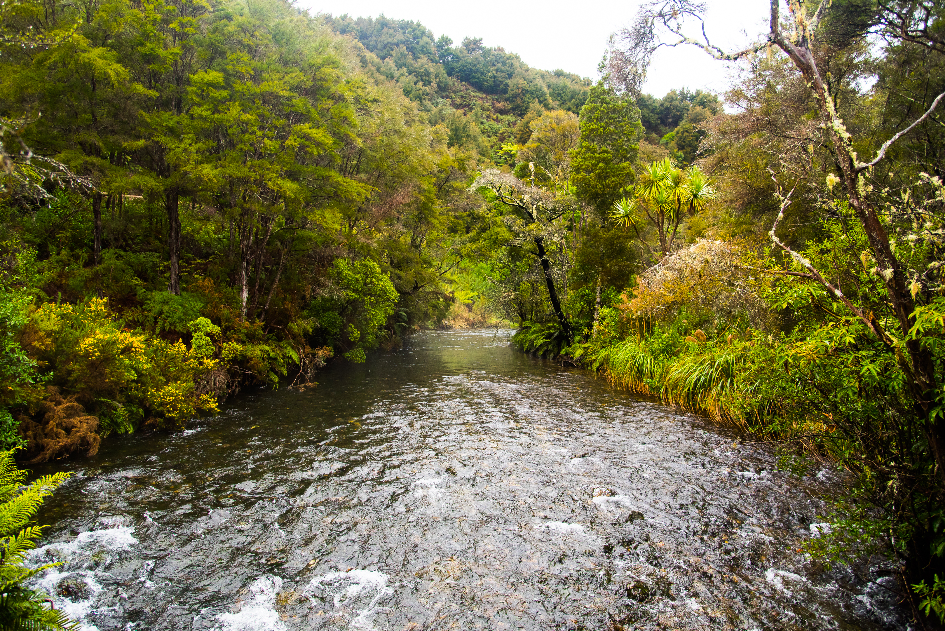 Take a Stroll around Te Waikoropupu Springs