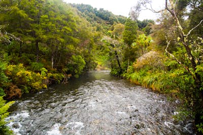 Take a Stroll around Te Waikoropupu Springs