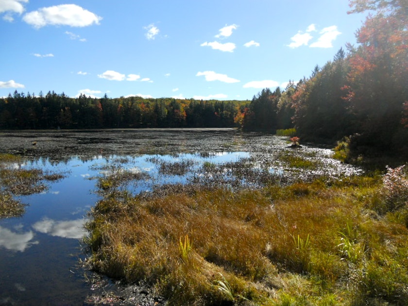 Camp at Pickerel Point Campground, Pickerel Point Campground