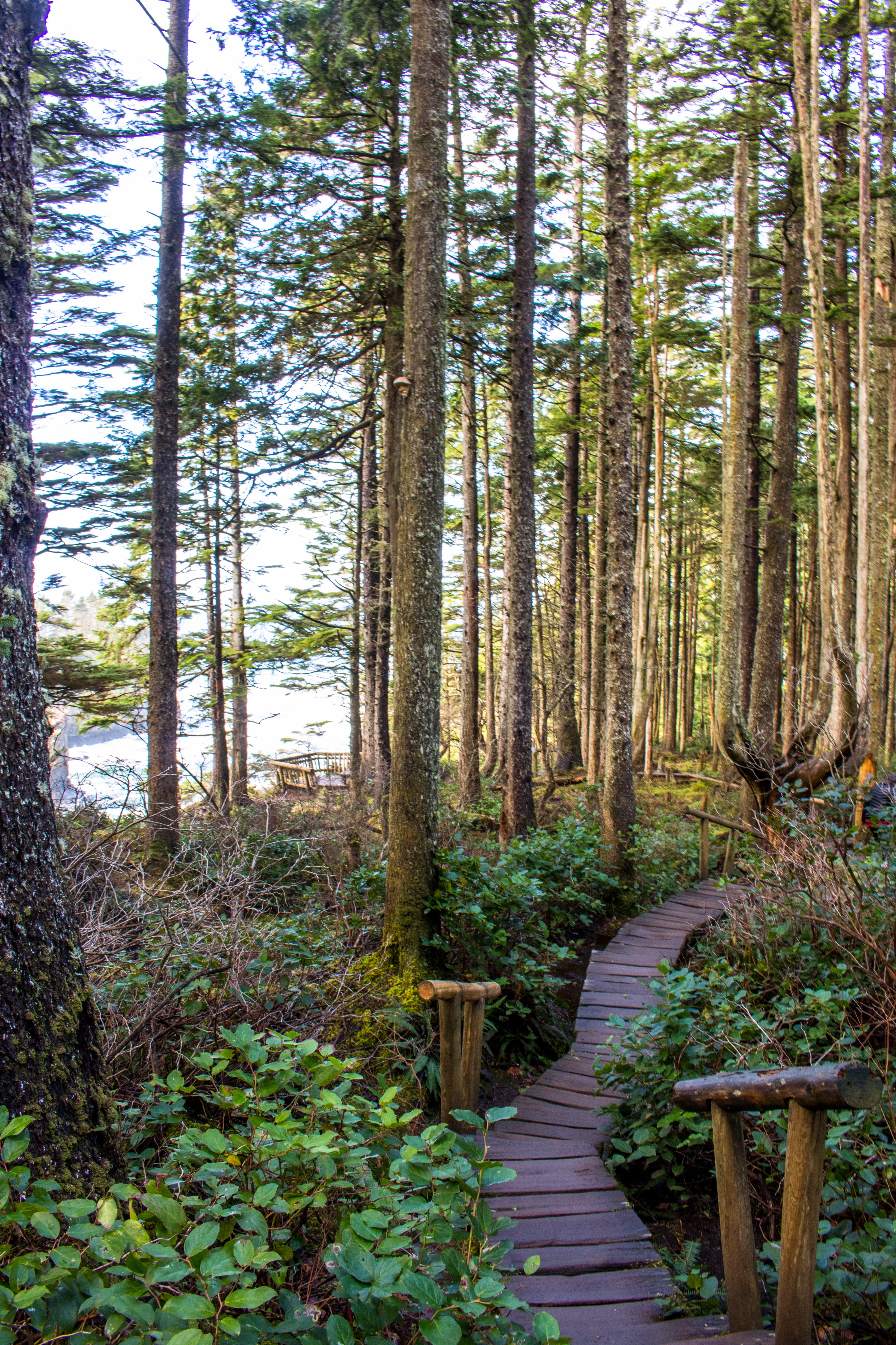 Cape Flattery Fever