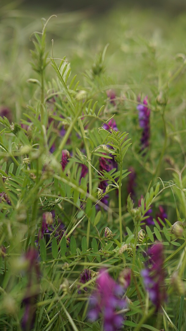 Molera Beach via Creamery Meadow Trail