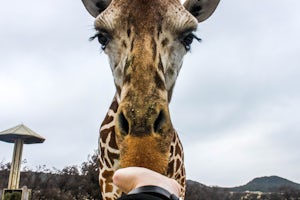 Feed Exotic Wildlife at Fossil Rim