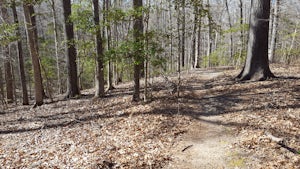 Mountain Bike the Box Turtle and Tall Oaks Trails