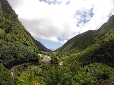 Maui Wowie I