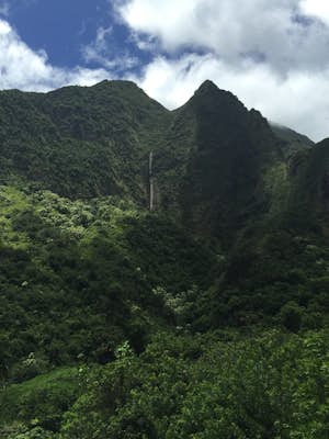 Maui Wowie I
