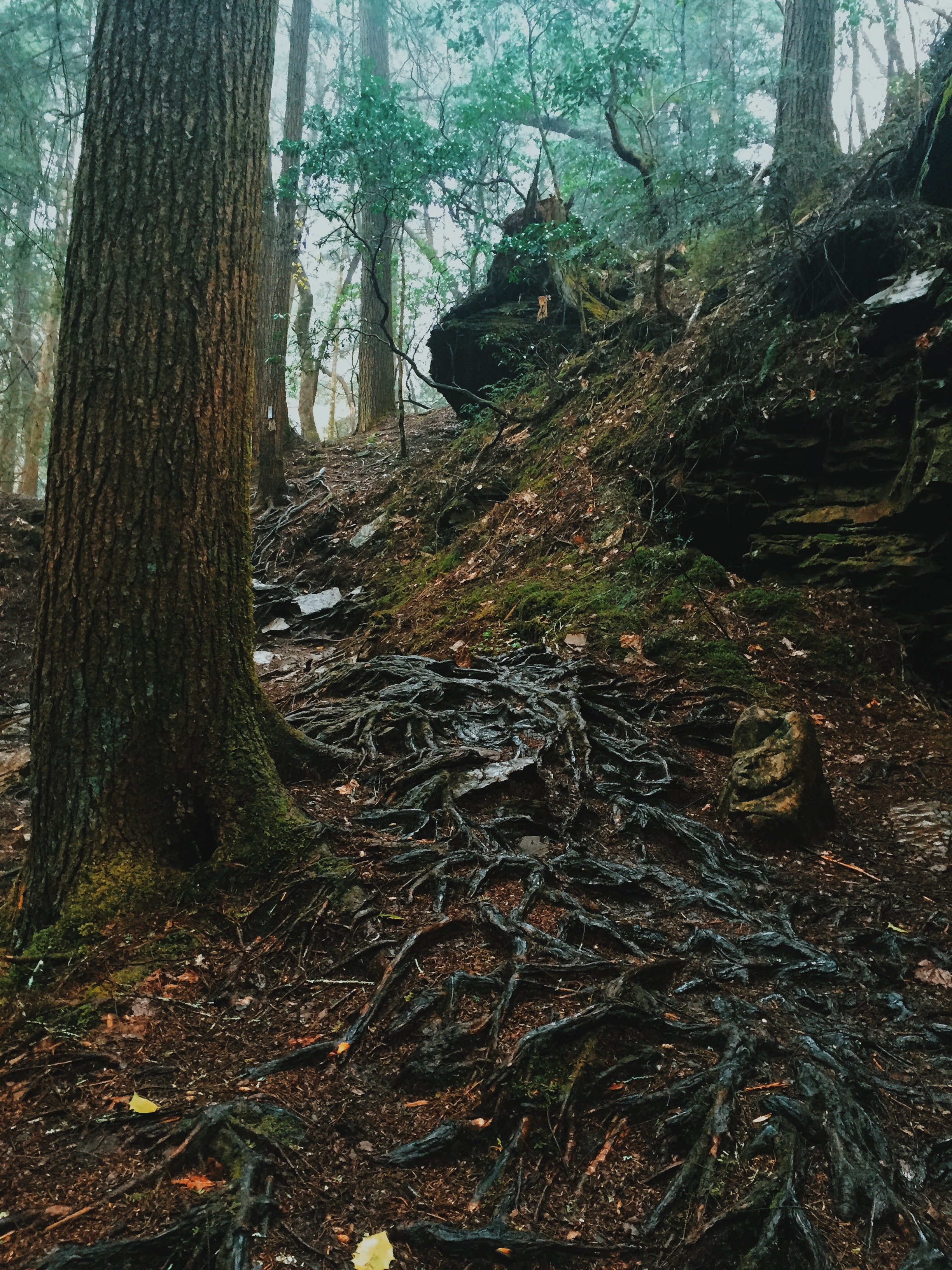 Sycamore Falls