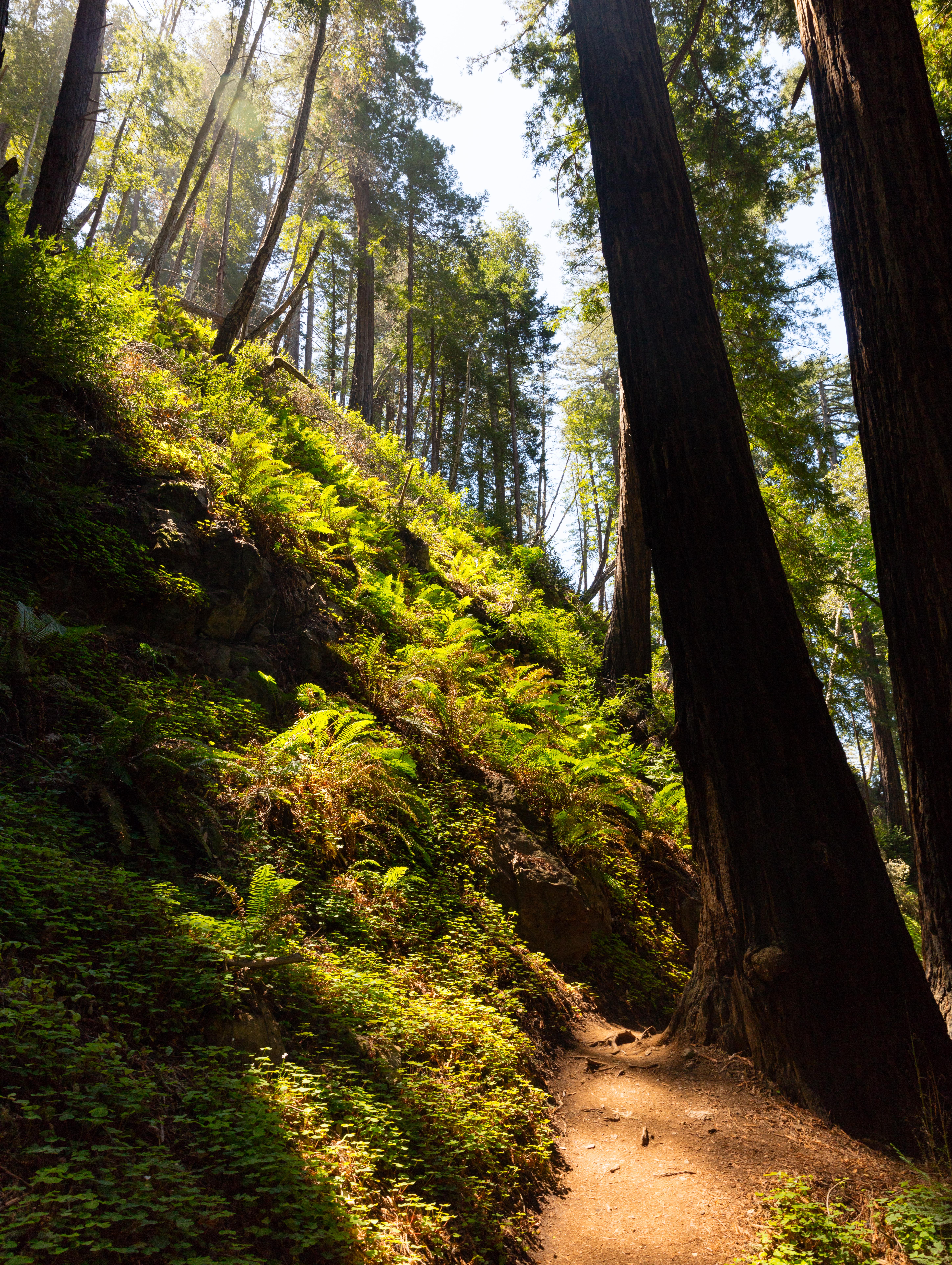 Camp at Pfeiffer Big Sur State Park