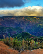 Stroll along the Iliau Nature Loop