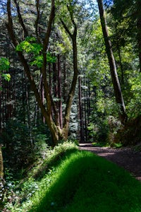 Rincon Fire Trail to San Lorenzo River