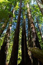 Hike the Old Growth Redwoods Trail