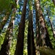 Hike the Old Growth Redwoods Trail