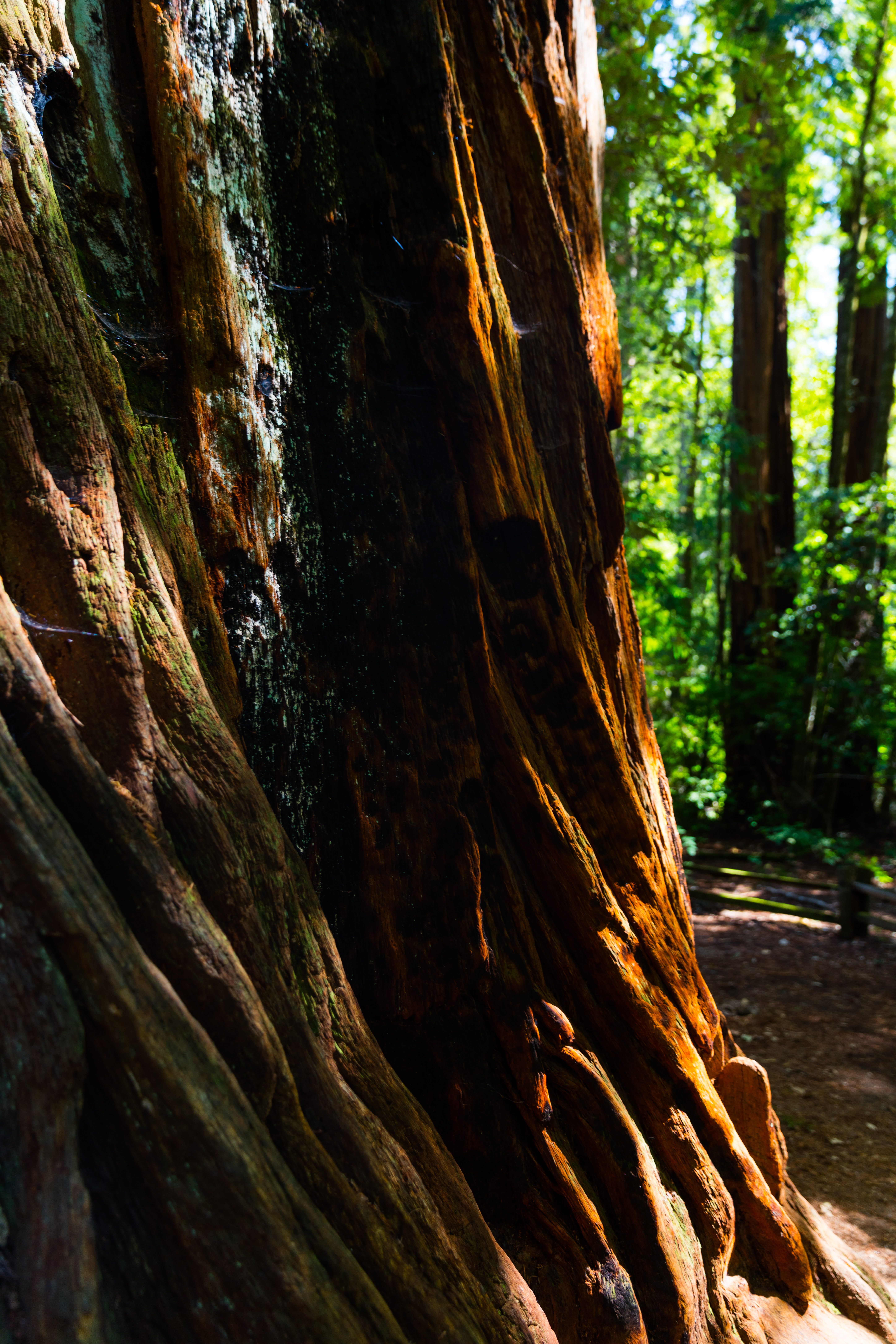Hike the Old Growth Redwoods Trail