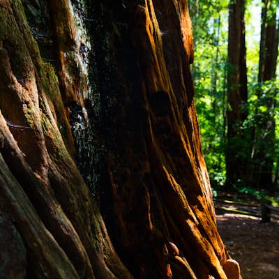 Hike the Old Growth Redwoods Trail