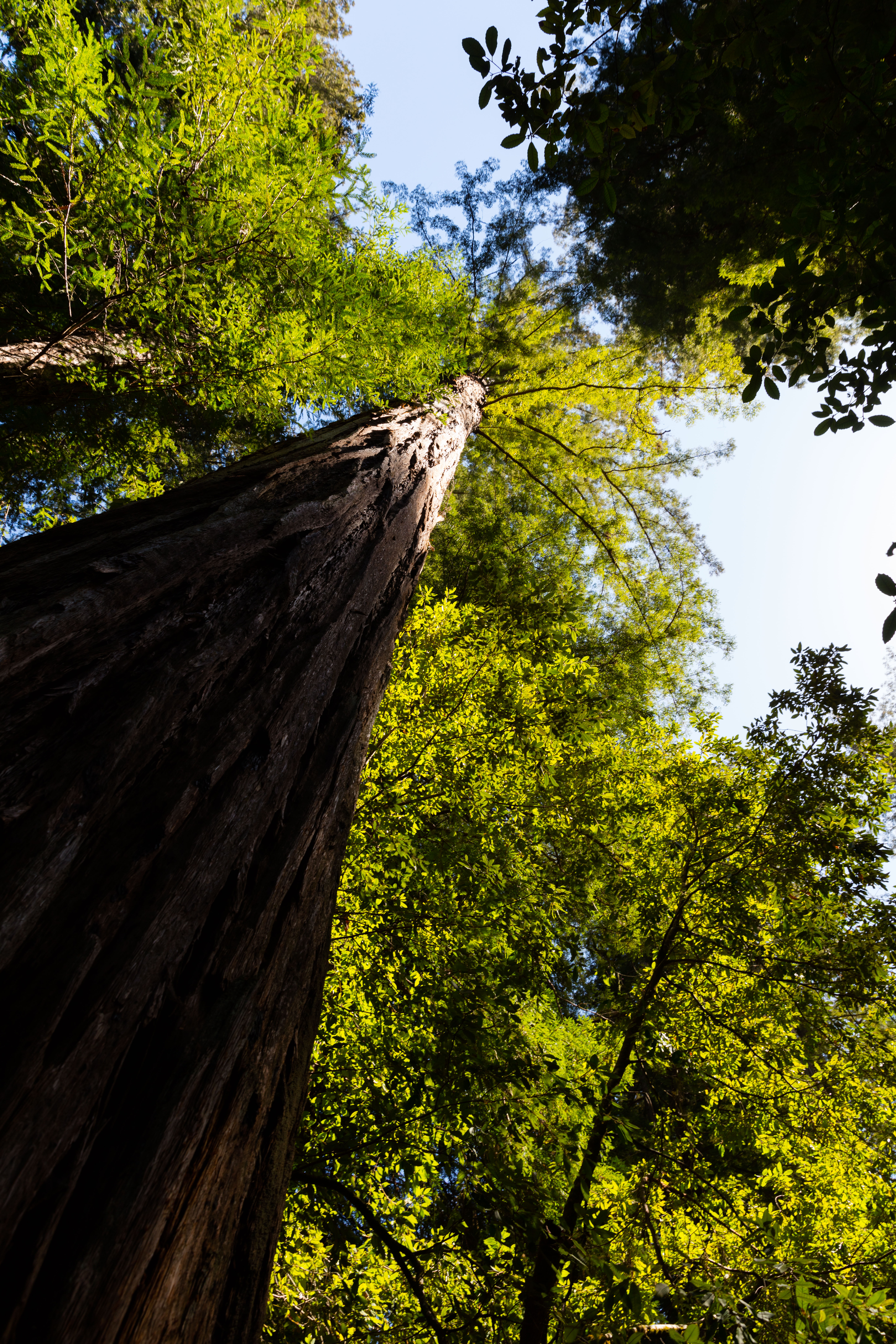 Hike the Old Growth Redwoods Trail