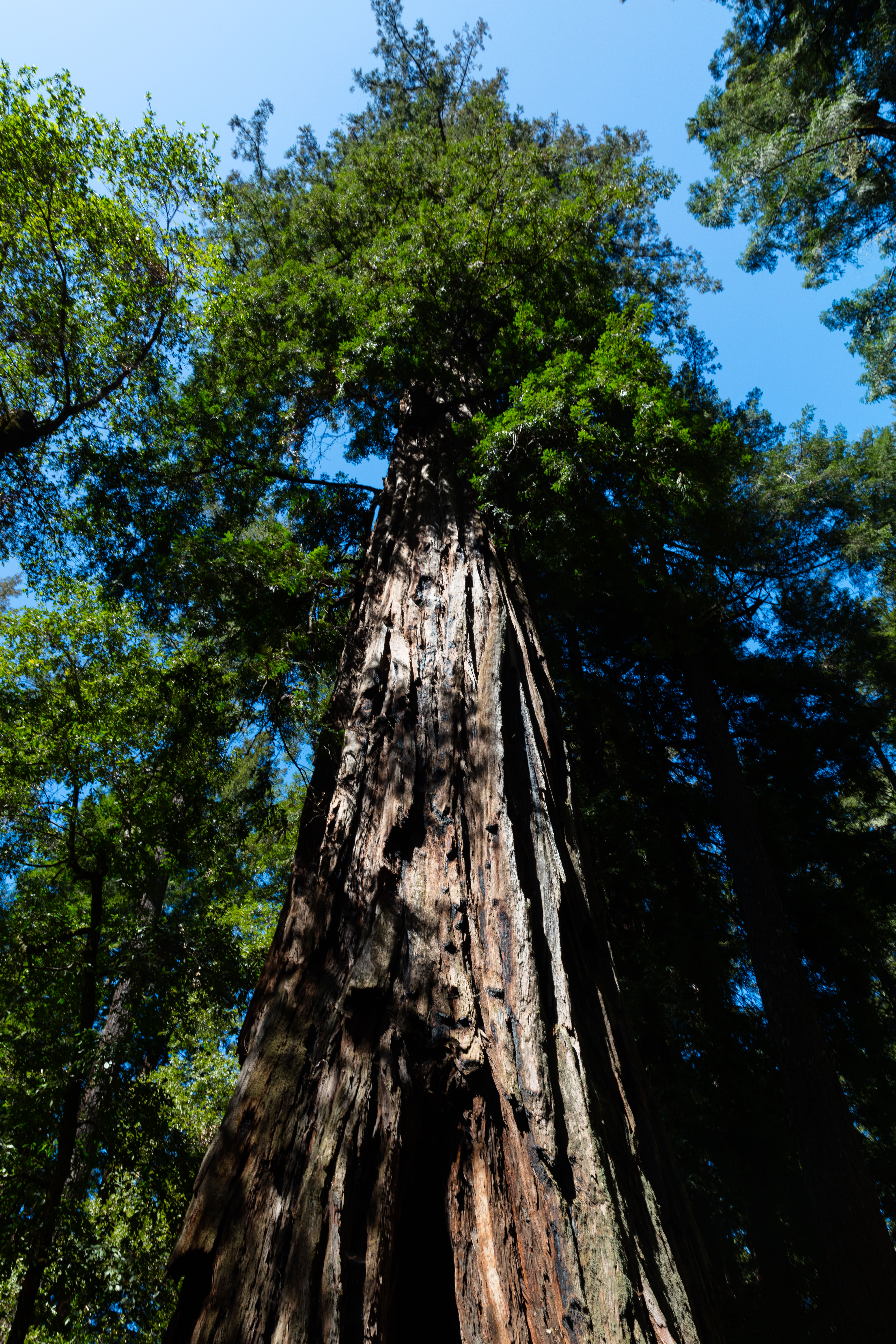 Hike the Old Growth Redwoods Trail