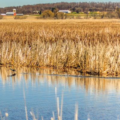 Hike through the Wetlands of the Horicon Marsh