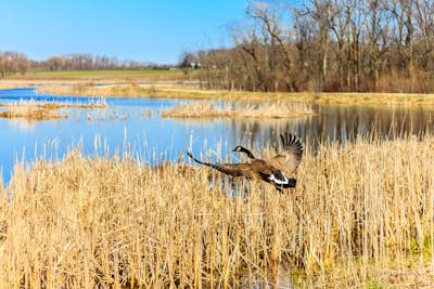 Hike through the Wetlands of the Horicon Marsh