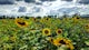 Explore the Sussex County Sunflower Maze