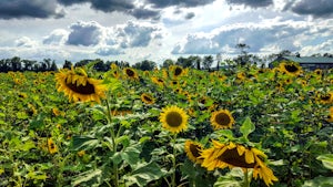 Explore the Sussex County Sunflower Maze