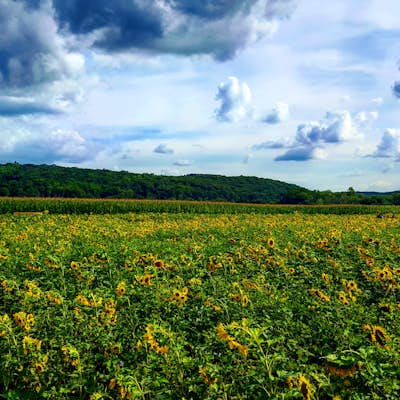 Explore the Sussex County Sunflower Maze