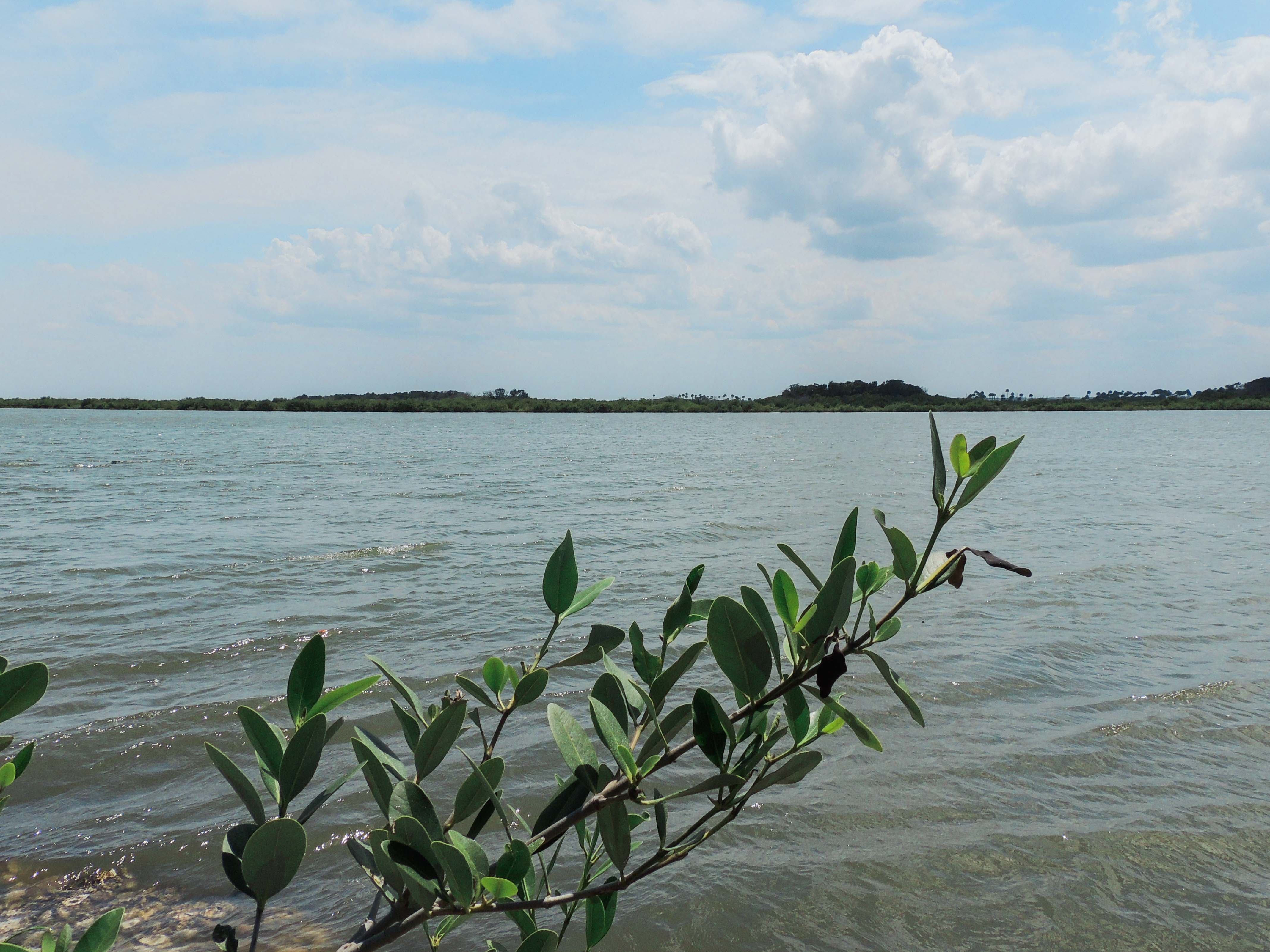 Hike Castle Windy Trail at Canaveral National Seashore