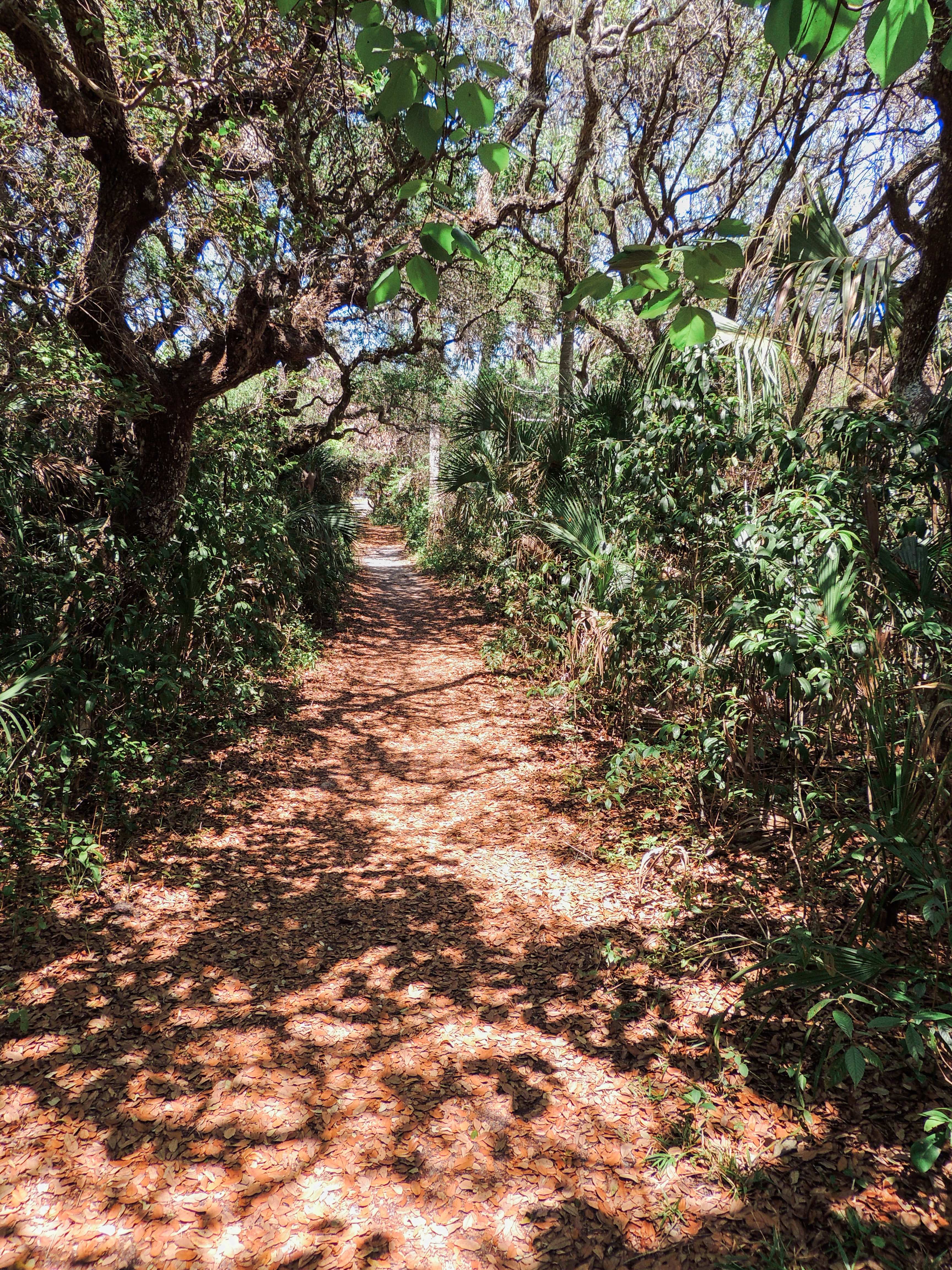 Hike Castle Windy Trail at Canaveral National Seashore