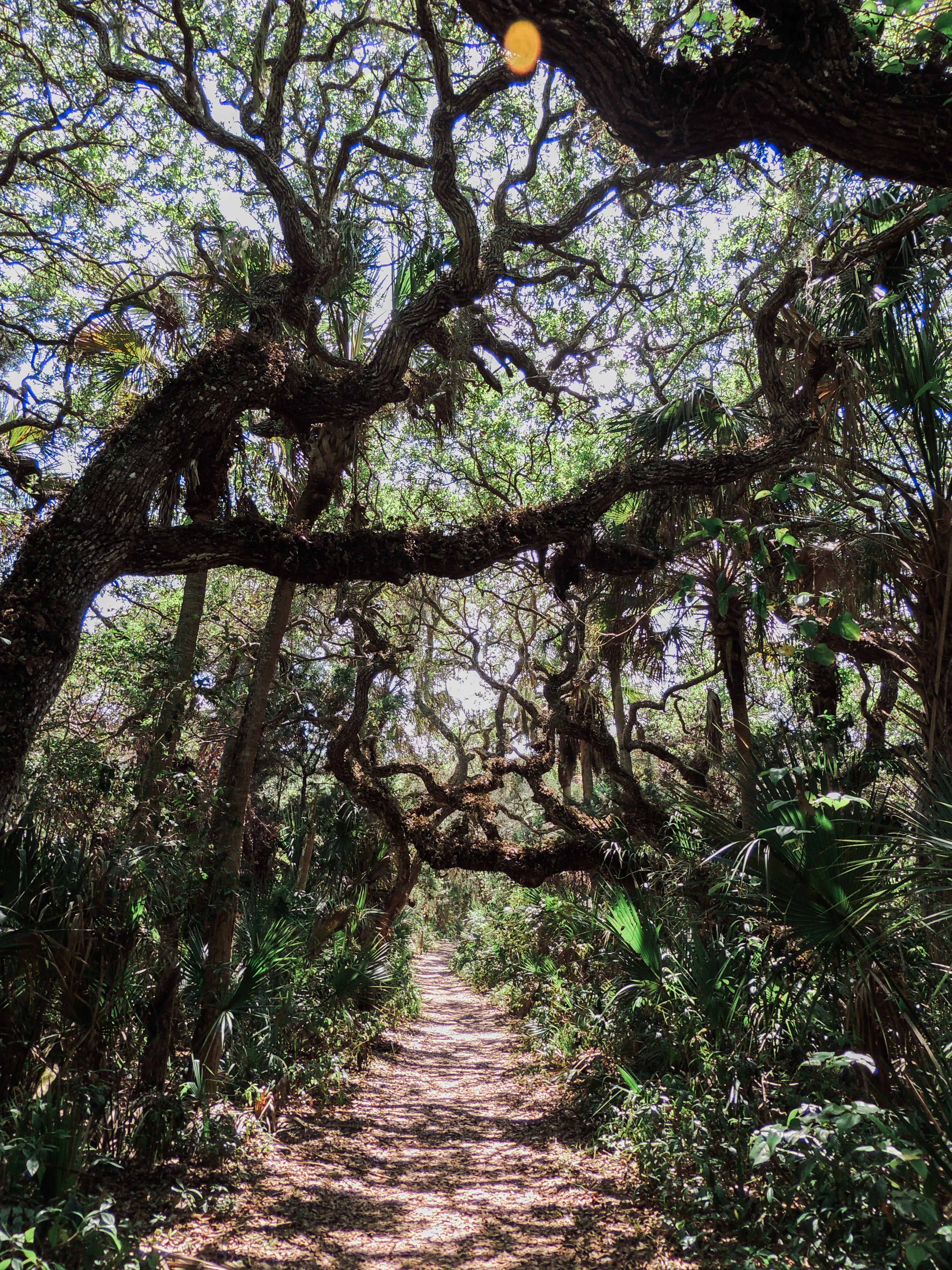 Hike Castle Windy Trail at Canaveral National Seashore
