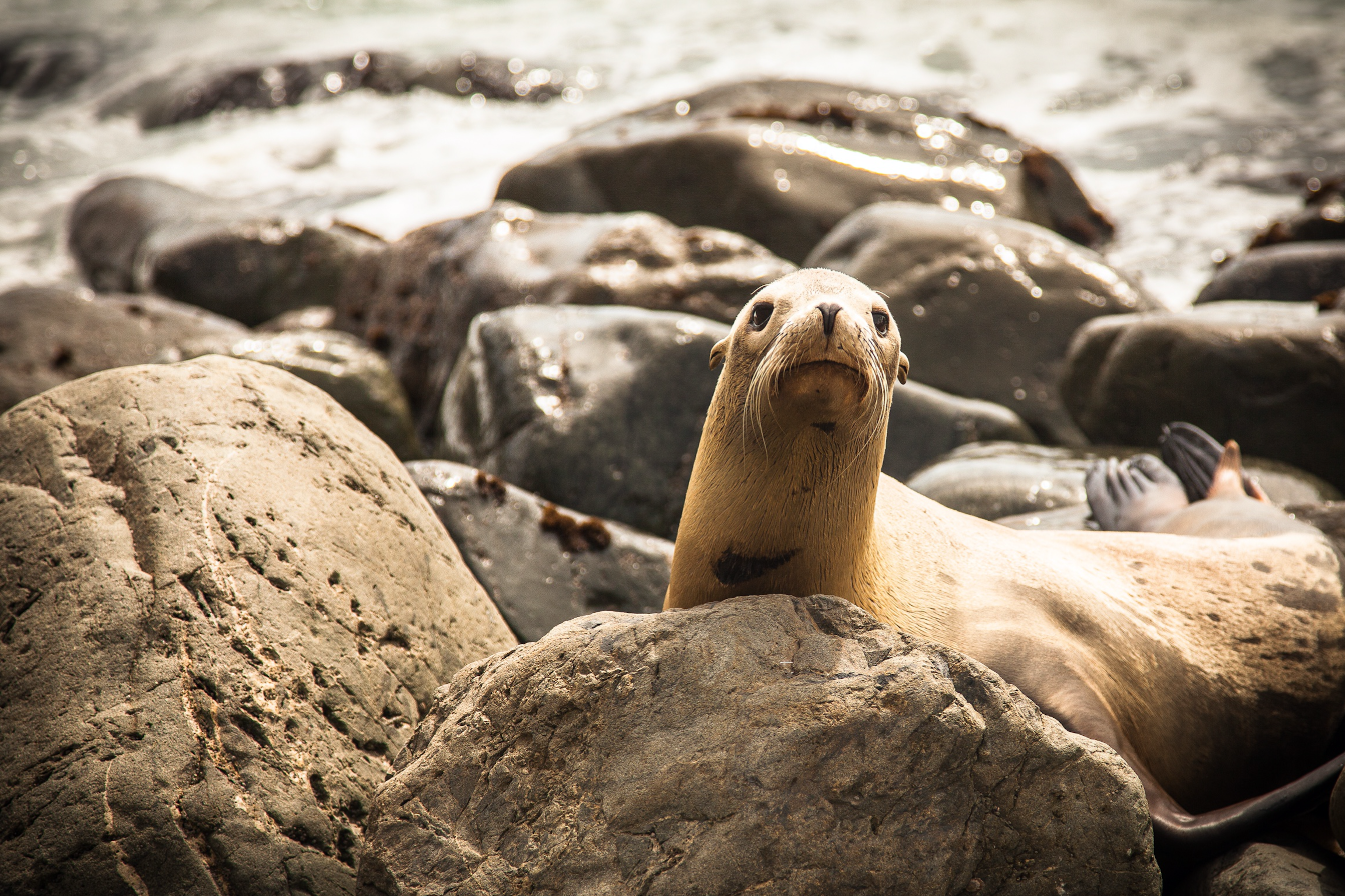 Camp at Andrew Molera State Park