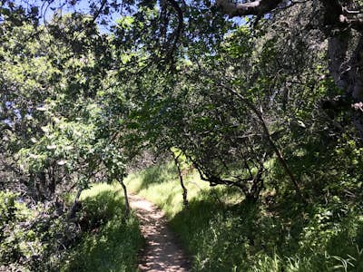 Hike San Mateo's Sugarloaf Mountain
