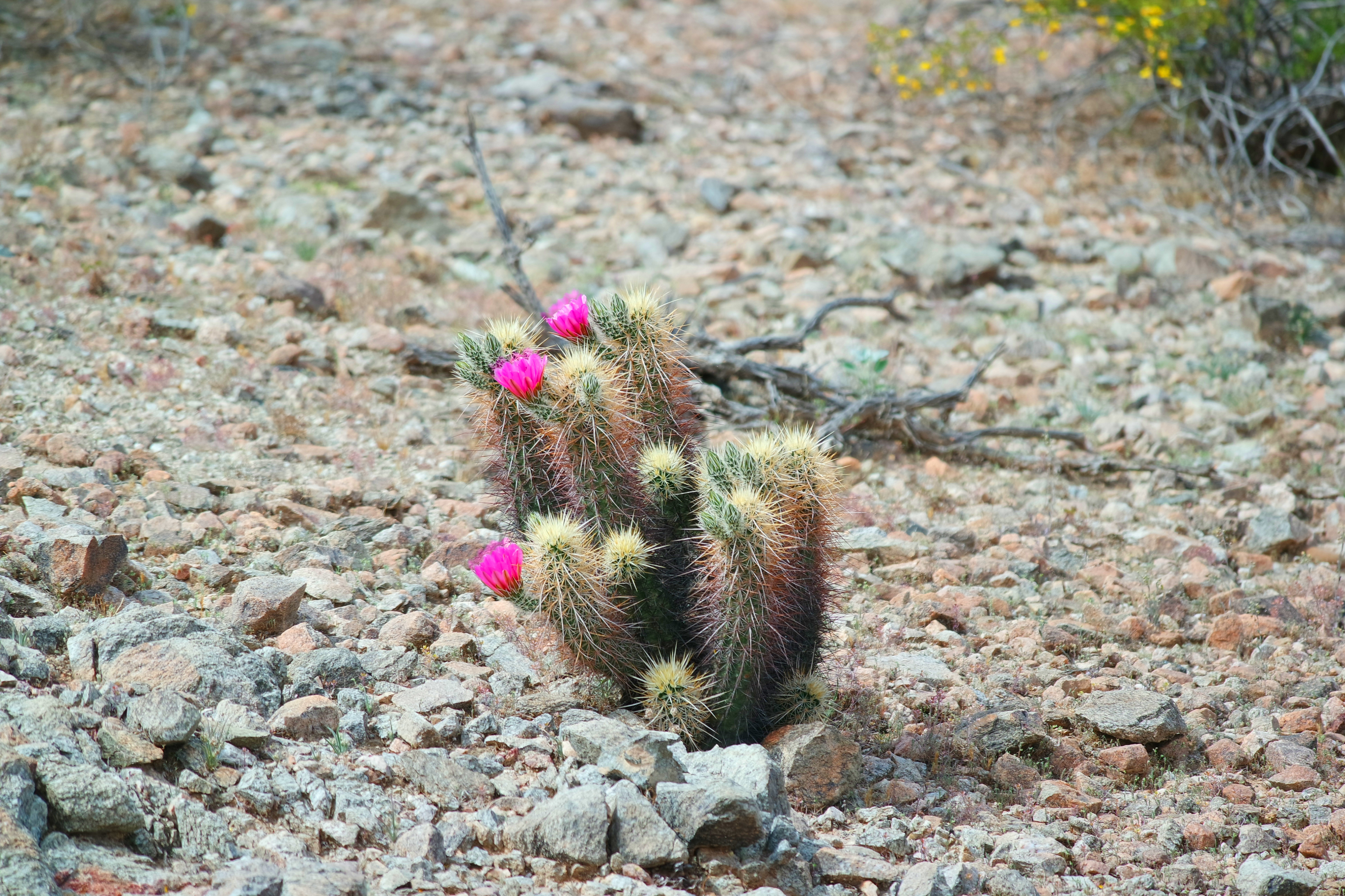 Hike Estrella Mountain's Baseline Trail