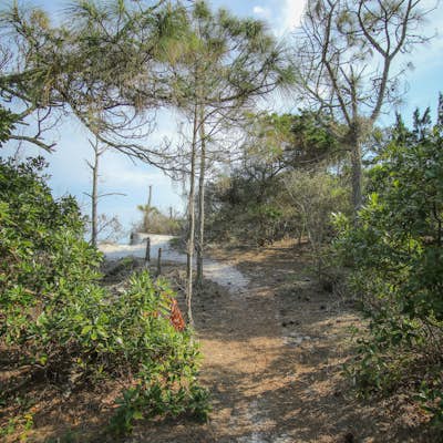 Hike Little Talbot Island's Dune Ridge Trail