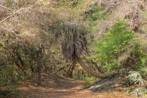 Hike Little Talbot Island's Dune Ridge Trail