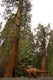 Hike through the Giant Forest in Sequoia NP