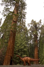 Hike through the Giant Forest in Sequoia NP