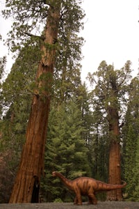 Hike through the Giant Forest in Sequoia NP