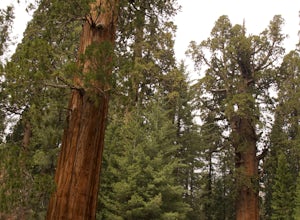 Hike through the Giant Forest in Sequoia NP