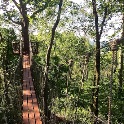 Trail Run to Skyhy Tree House at Red Mountain Park
