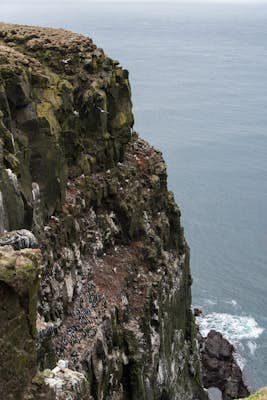 Visit the Bird Cliffs at Látrabjarg