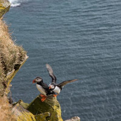 Visit the Bird Cliffs at Látrabjarg
