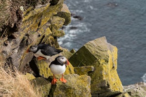 Visit the Bird Cliffs at Látrabjarg