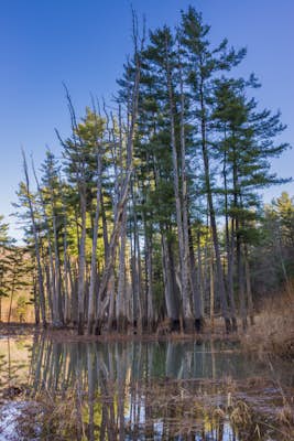 Hike the Lake Shore Trail at Little Pine State Park