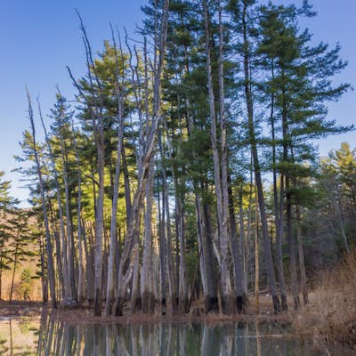 Hike the Lake Shore Trail at Little Pine State Park