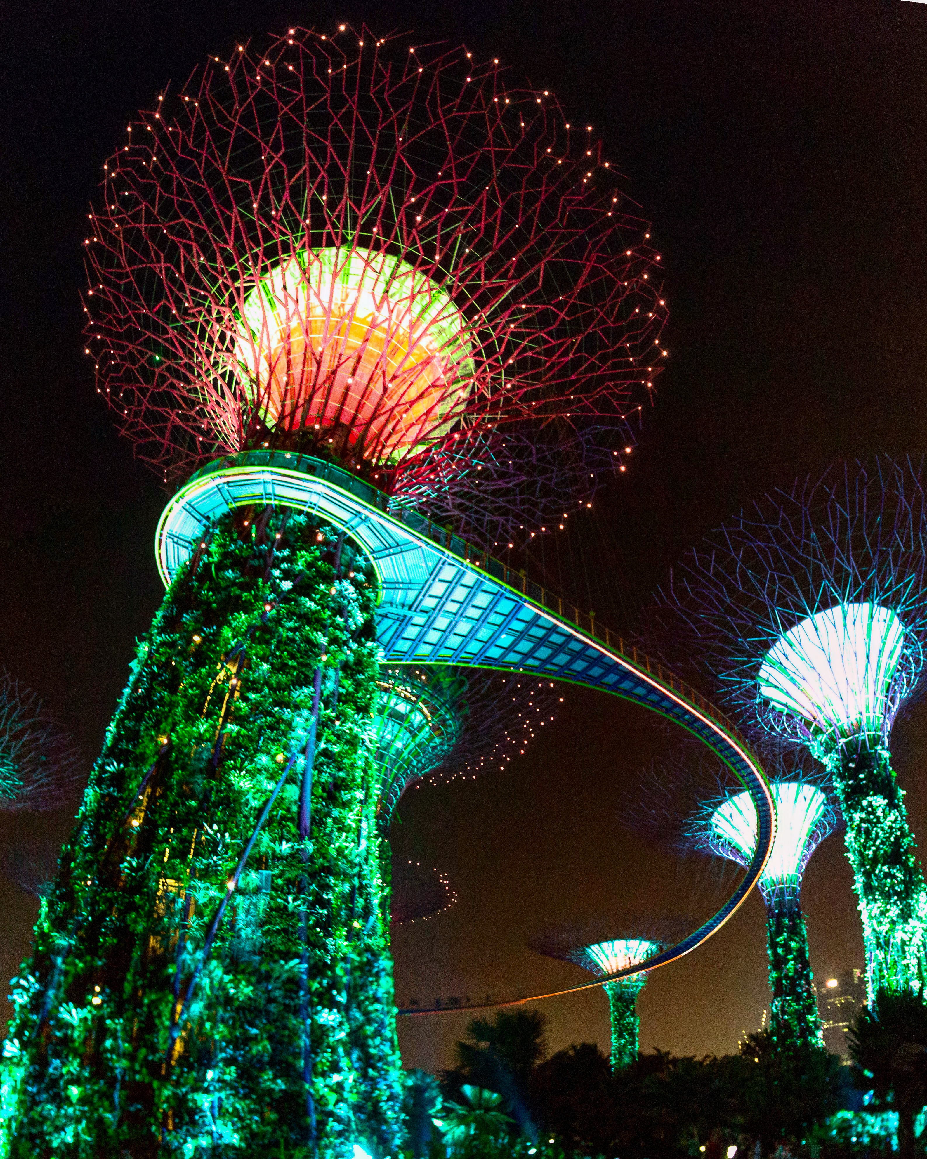 Explore the Supertree Grove